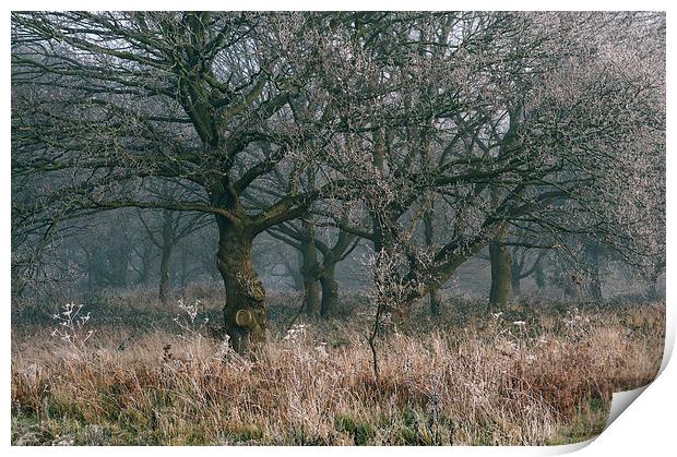 Morning frost and fog in deciduous woodland. Print by Liam Grant