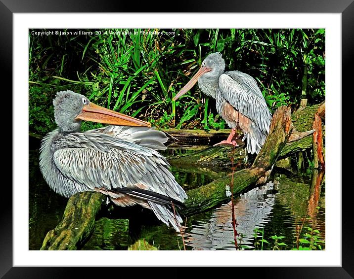 Pelicans Framed Mounted Print by Jason Williams