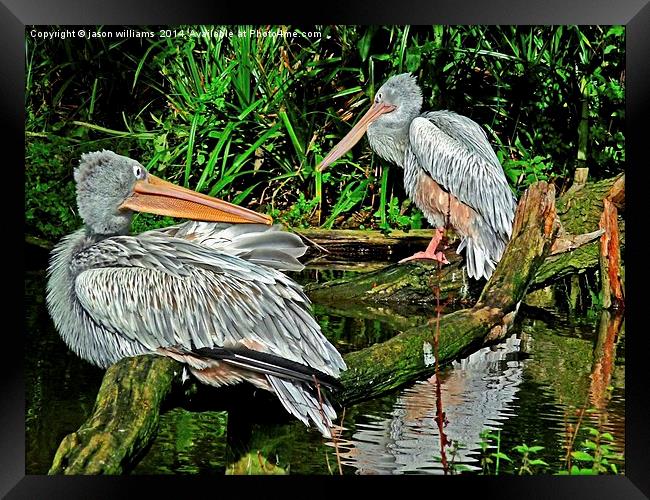 Pelicans Framed Print by Jason Williams