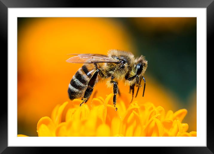 bee Framed Mounted Print by farah ali