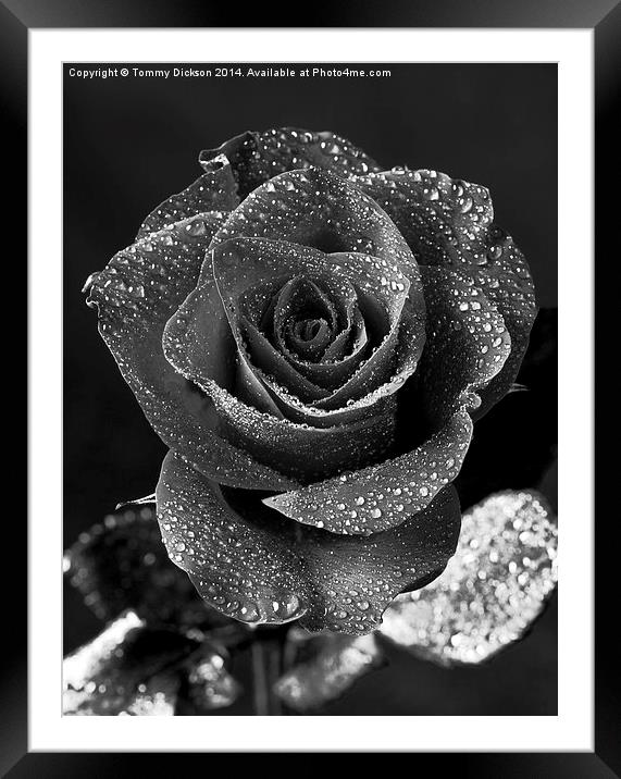 Glistening Rose Petals Framed Mounted Print by Tommy Dickson