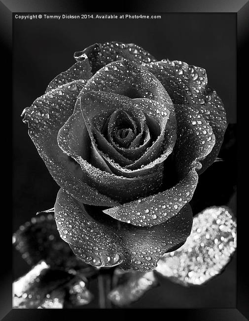 Glistening Rose Petals Framed Print by Tommy Dickson