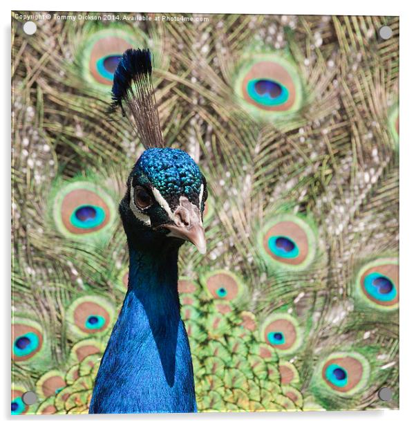 Peacock Acrylic by Tommy Dickson