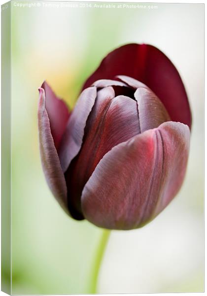 Tulip Canvas Print by Tommy Dickson