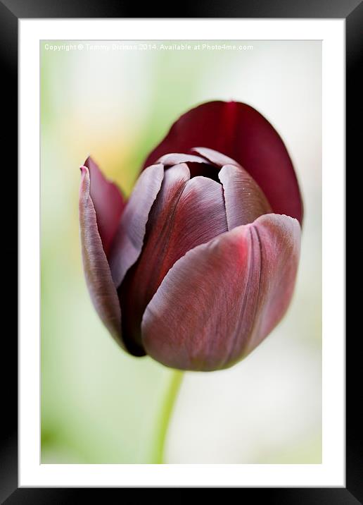 Tulip Framed Mounted Print by Tommy Dickson