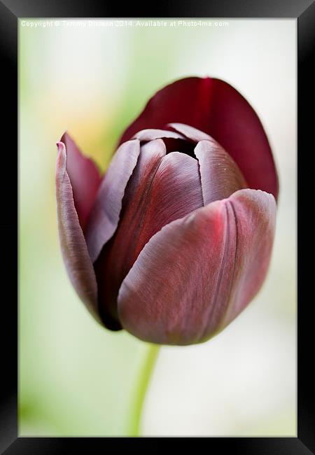 Tulip Framed Print by Tommy Dickson
