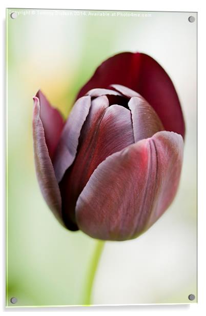 Tulip Acrylic by Tommy Dickson