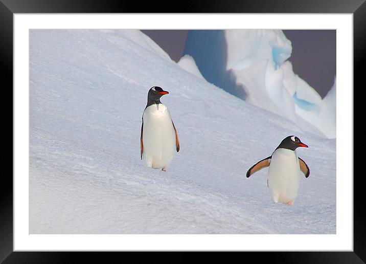 On The Slippery Slope Framed Mounted Print by Carole-Anne Fooks