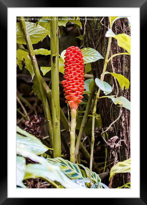 Single shampoo ginger flower Framed Mounted Print by Craig Lapsley