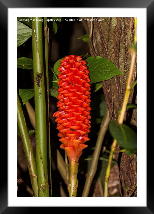 Red ginger stem Framed Mounted Print by Craig Lapsley
