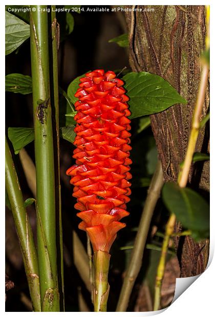 Red ginger stem Print by Craig Lapsley