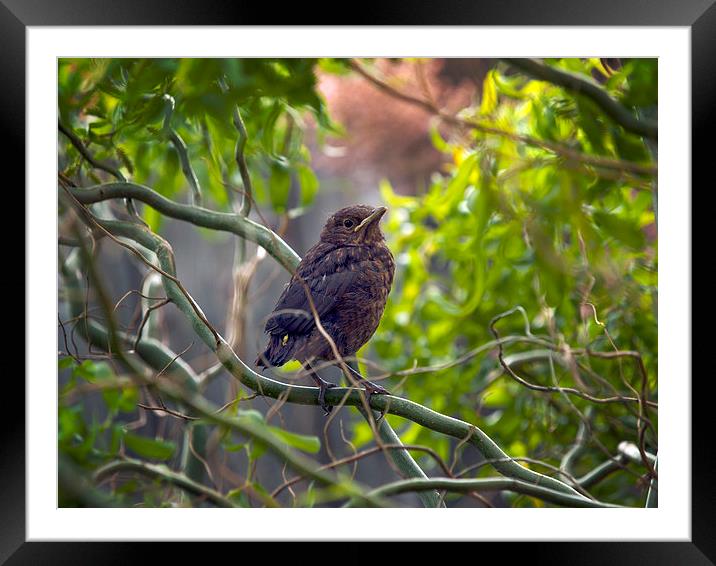 Blackbird Framed Mounted Print by Victor Burnside