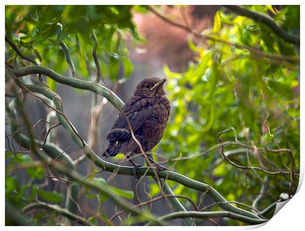 Blackbird Print by Victor Burnside