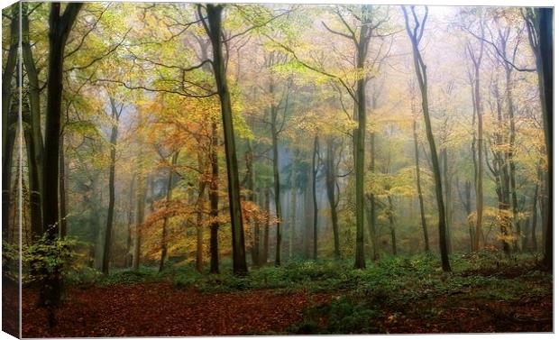 Autumn Mist Canvas Print by Ceri Jones
