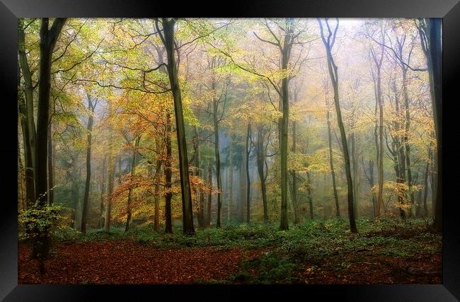 Autumn Mist Framed Print by Ceri Jones