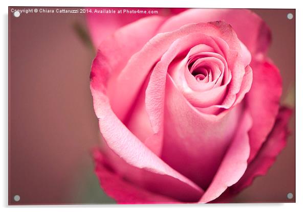 The rose Acrylic by Chiara Cattaruzzi