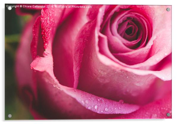 Drops on a rose Acrylic by Chiara Cattaruzzi