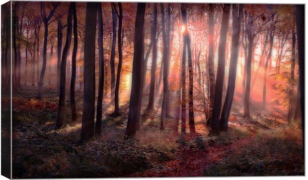Autumn Sunrise in Woods Canvas Print by Ceri Jones