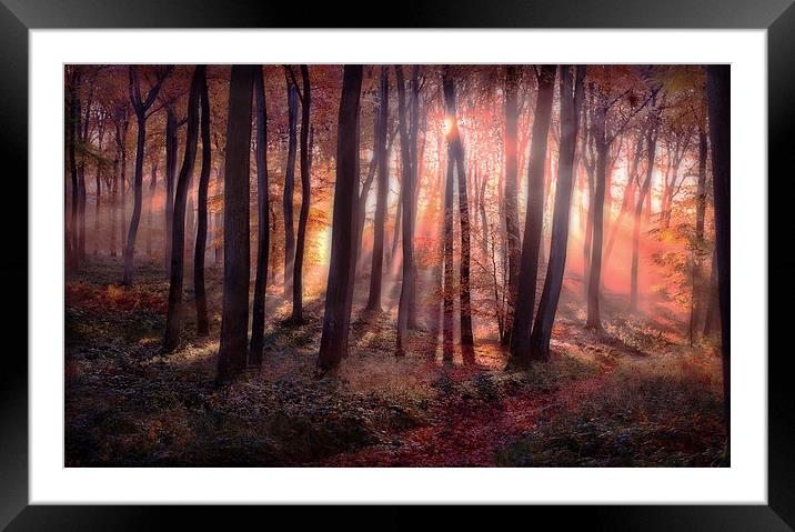 Autumn Sunrise in Woods Framed Mounted Print by Ceri Jones