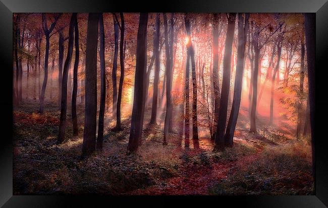 Autumn Sunrise in Woods Framed Print by Ceri Jones