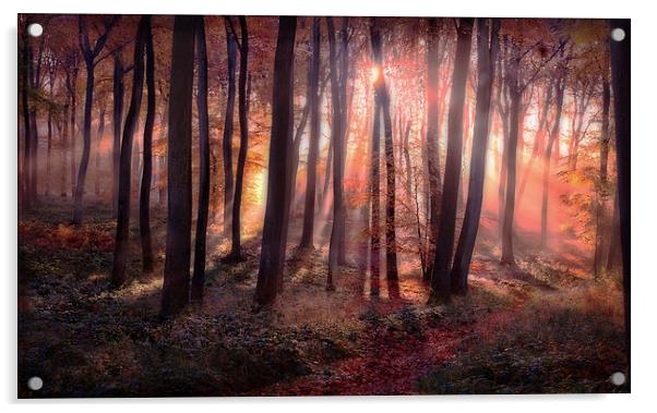 Autumn Sunrise in Woods Acrylic by Ceri Jones