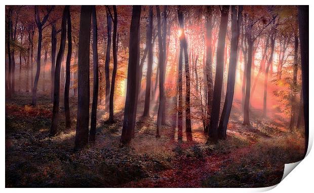 Autumn Sunrise in Woods Print by Ceri Jones