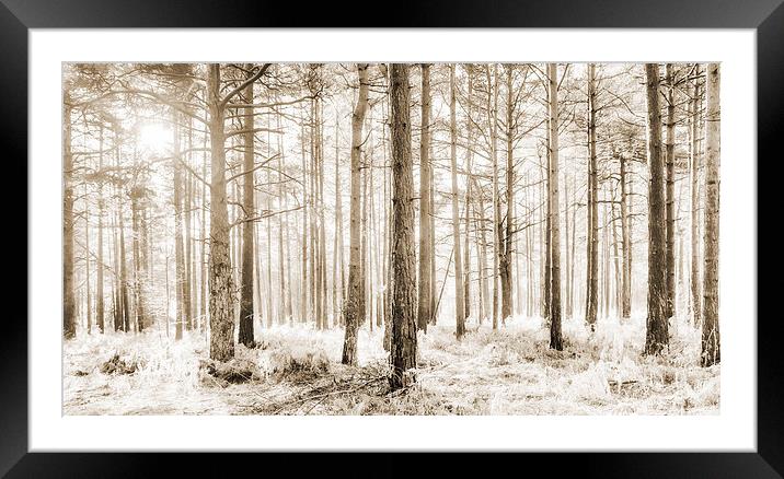 Sunlit Hazy Trees in Neutral Colours Framed Mounted Print by Natalie Kinnear
