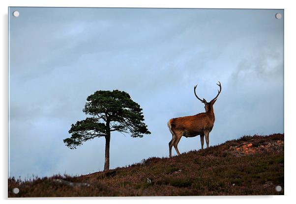 Scottish icons Acrylic by Macrae Images