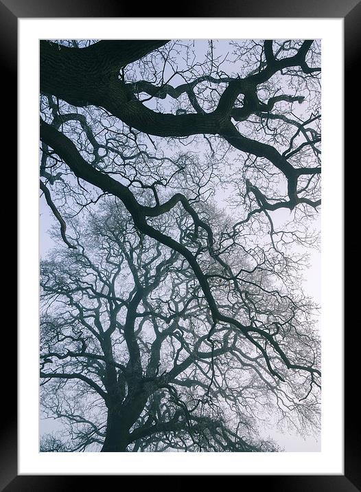 Morning frost and fog in deciduous woodland. Framed Mounted Print by Liam Grant