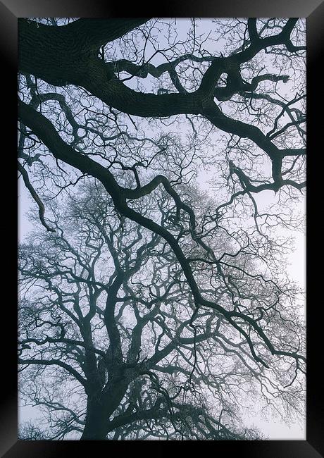 Morning frost and fog in deciduous woodland. Framed Print by Liam Grant