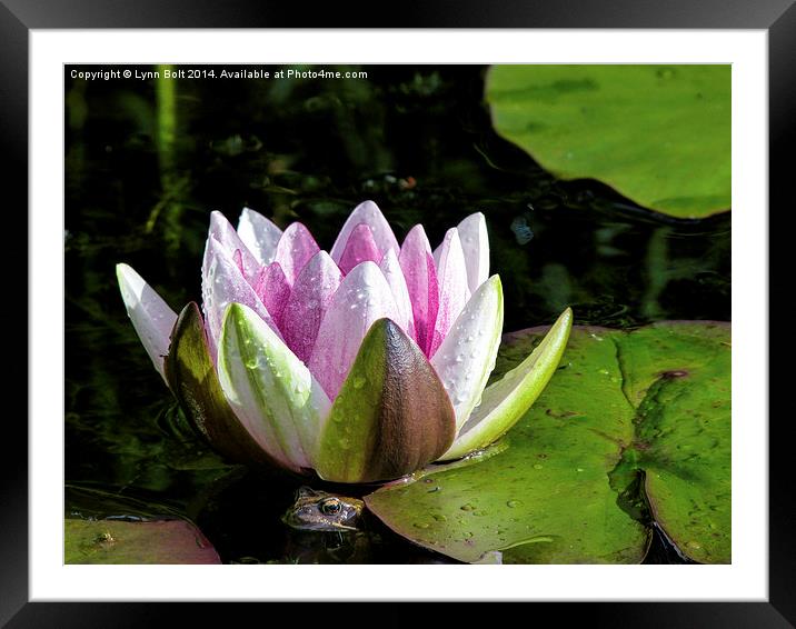 Frog and Water Lily Framed Mounted Print by Lynn Bolt