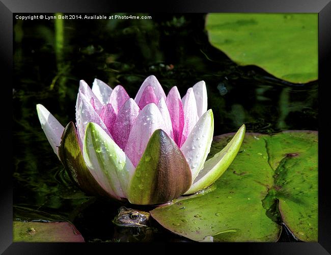 Frog and Water Lily Framed Print by Lynn Bolt