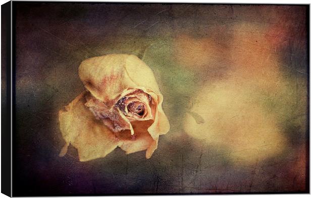 Faded Beauty Canvas Print by Dawn Cox