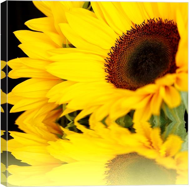 SUNFLOWER REFLECTIONS Canvas Print by Anthony Kellaway