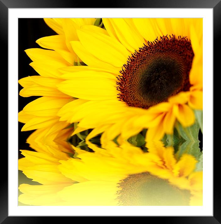 SUNFLOWER REFLECTIONS Framed Mounted Print by Anthony Kellaway