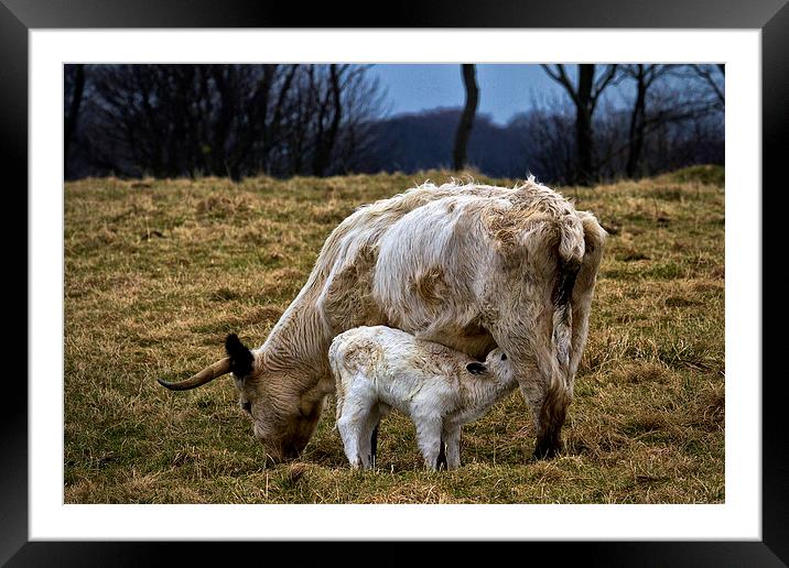 Feeding calf and mother Framed Mounted Print by Jim Jones