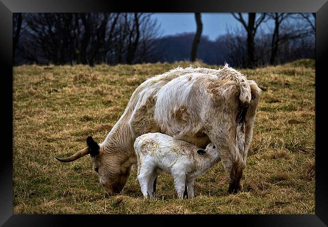 Feeding calf and mother Framed Print by Jim Jones