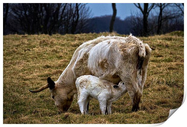 Feeding calf and mother Print by Jim Jones