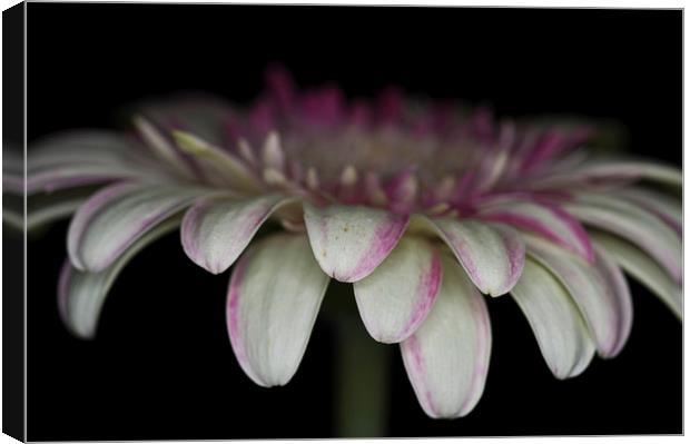 Pink And White Gerbera 3 Canvas Print by Steve Purnell