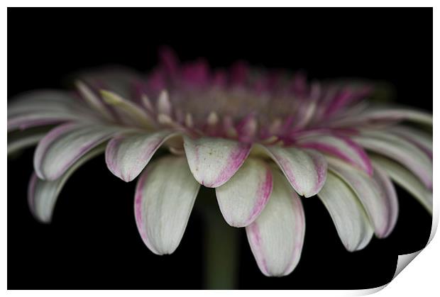 Pink And White Gerbera 3 Print by Steve Purnell