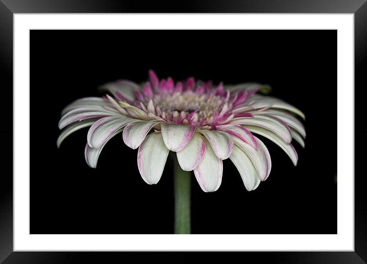 Pink And White Gerbera 4 Framed Mounted Print by Steve Purnell