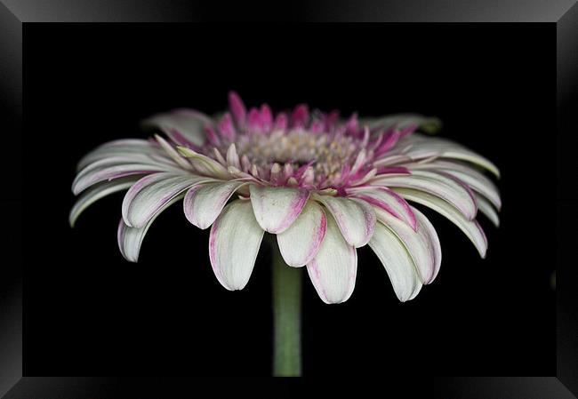 Pink And White Gerbera 4 Framed Print by Steve Purnell