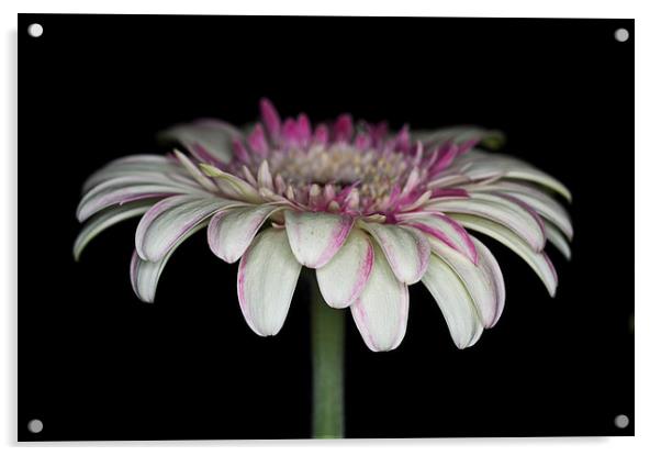 Pink And White Gerbera 4 Acrylic by Steve Purnell
