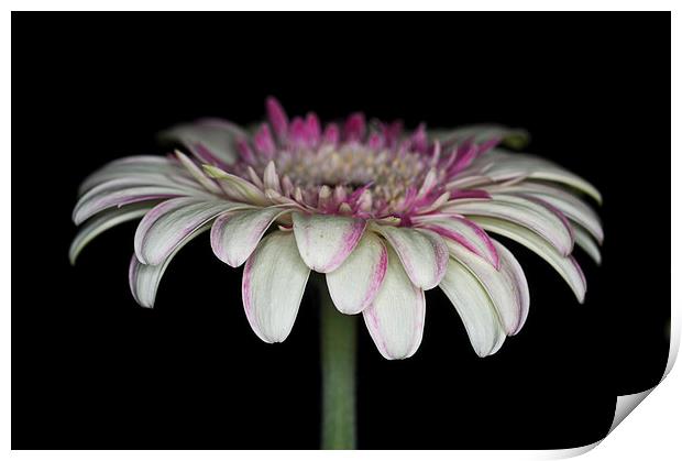 Pink And White Gerbera 4 Print by Steve Purnell