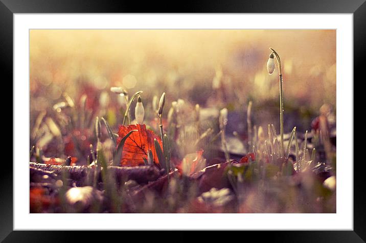 New Life Framed Mounted Print by Dawn Cox