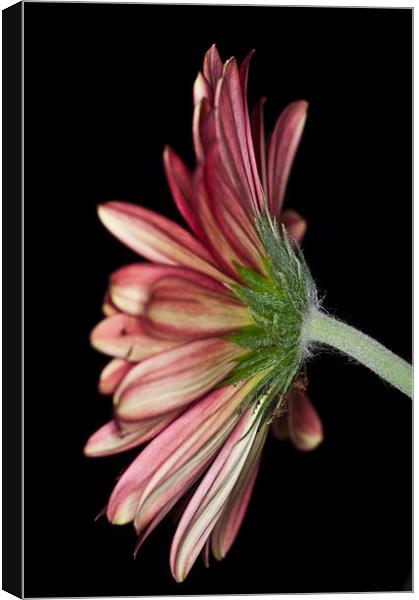 Red Gerbera 5 Canvas Print by Steve Purnell