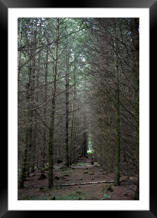 Woodland Scene Framed Mounted Print by Ian Moses