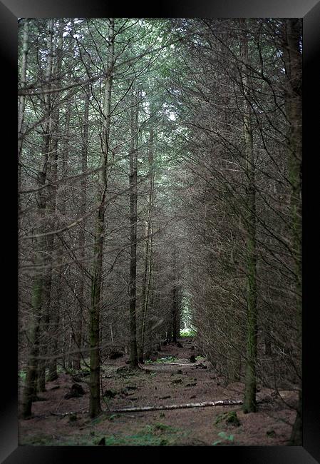 Woodland Scene Framed Print by Ian Moses