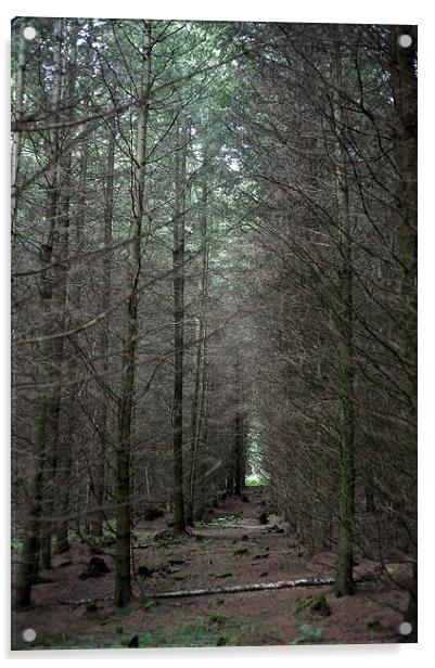 Woodland Scene Acrylic by Ian Moses