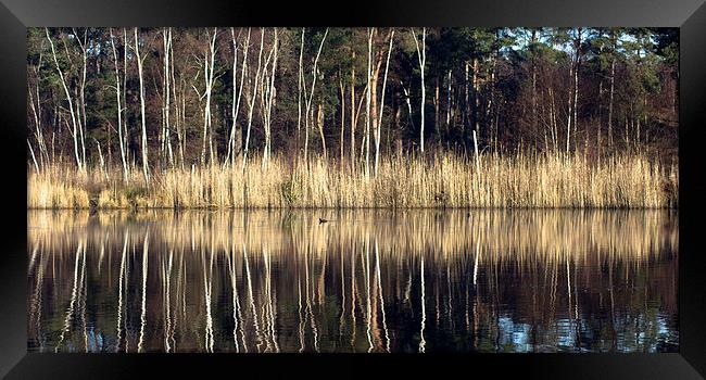 Reflections in Lake Framed Print by Michelle Orai
